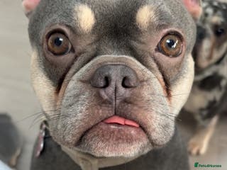 French Bulldog dogs Female French bull dog puppy - Advert 7