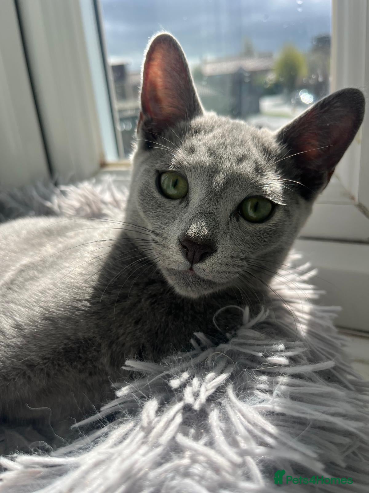 Russian Blue cats Stunning Russian Blue Kitten – Ready Now - Advert 1