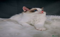 Ragdoll cats for sale: Retired Qeen Ragdoll Seal Bi Color  - Image 5
