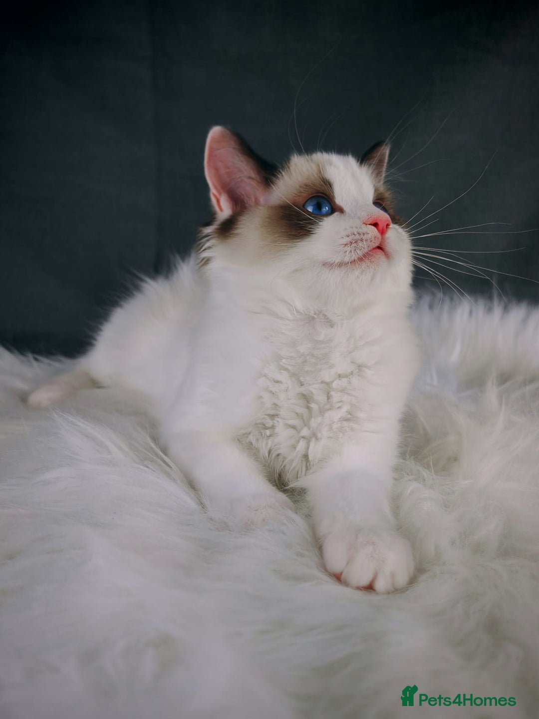 Ragdoll cats for sale: Retired Qeen Ragdoll Seal Bi Color  - Image 5