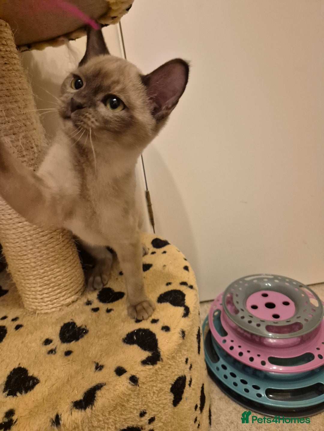 Burmese cats for sale: Pedigree Burmese Kittens - Advert 7