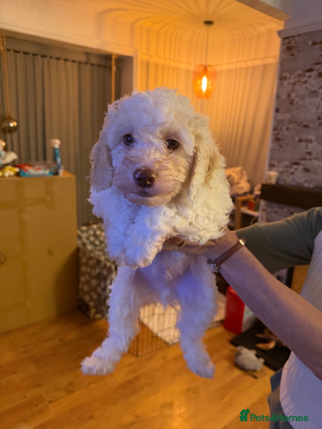 Mixed Breed dogs for sale: Mr Joseph Steel  - Advert 3