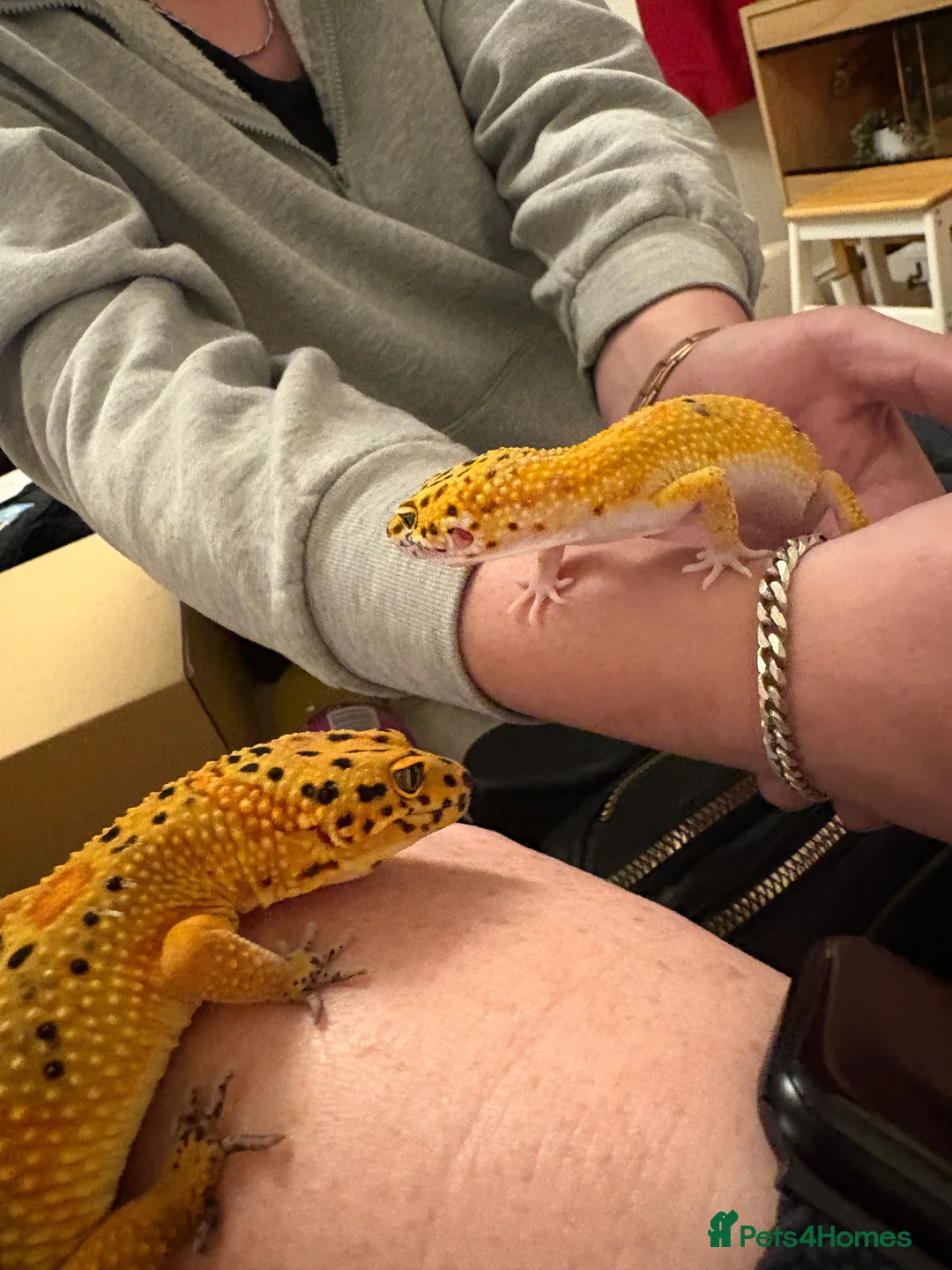 Leopard Gecko reptiles for sale: 2 female leopard geckos and enclosure in March - Advert 1
