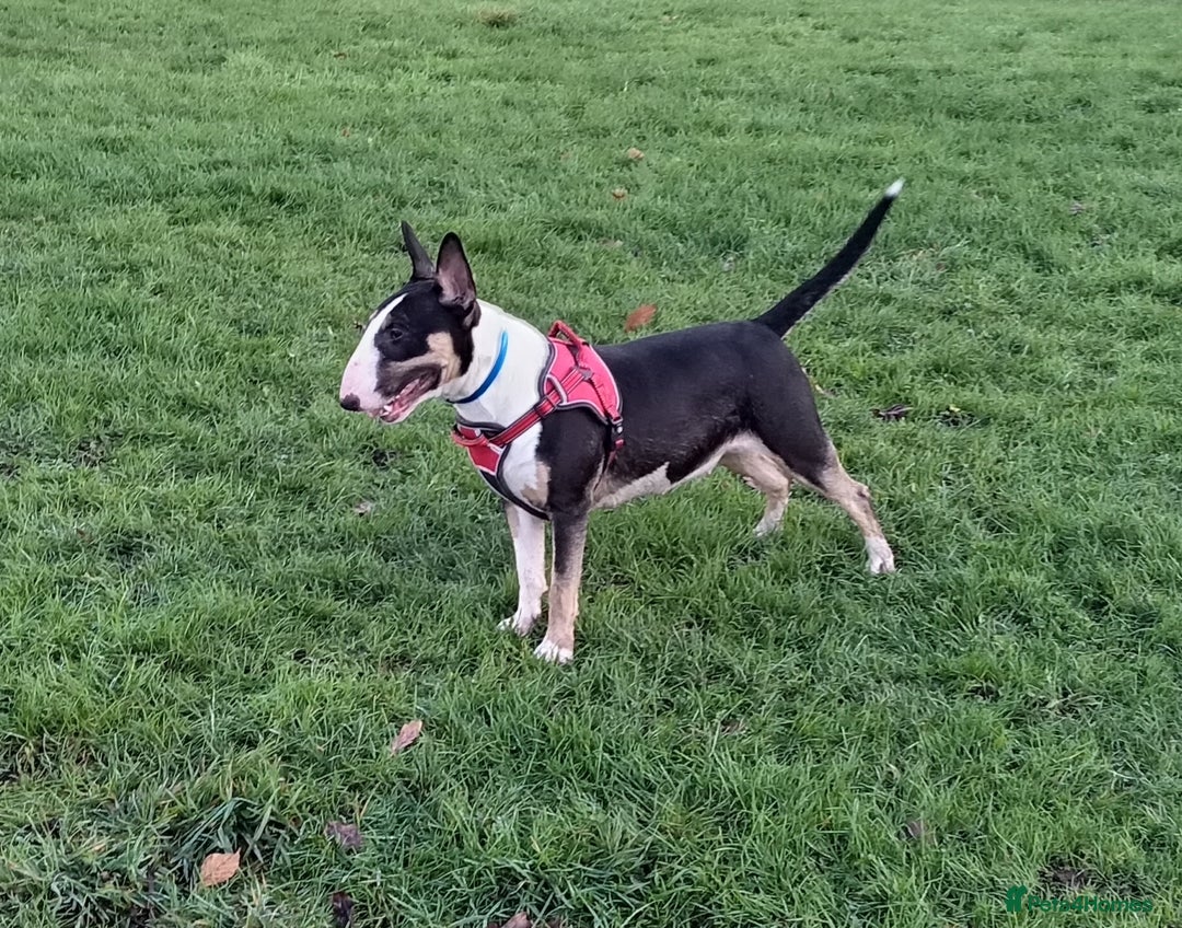 English Bull Terrier dogs for sale: English bull terrier bitch - Advert 1