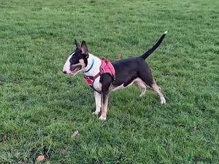 English Bull Terrier dogs English bull terrier bitch - Advert 6