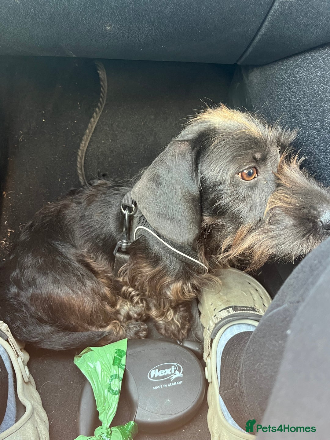 Miniature Dachshund dogs for sale: ROSS MINIATURE WIRE HAIR MALE solid black  - Advert 3