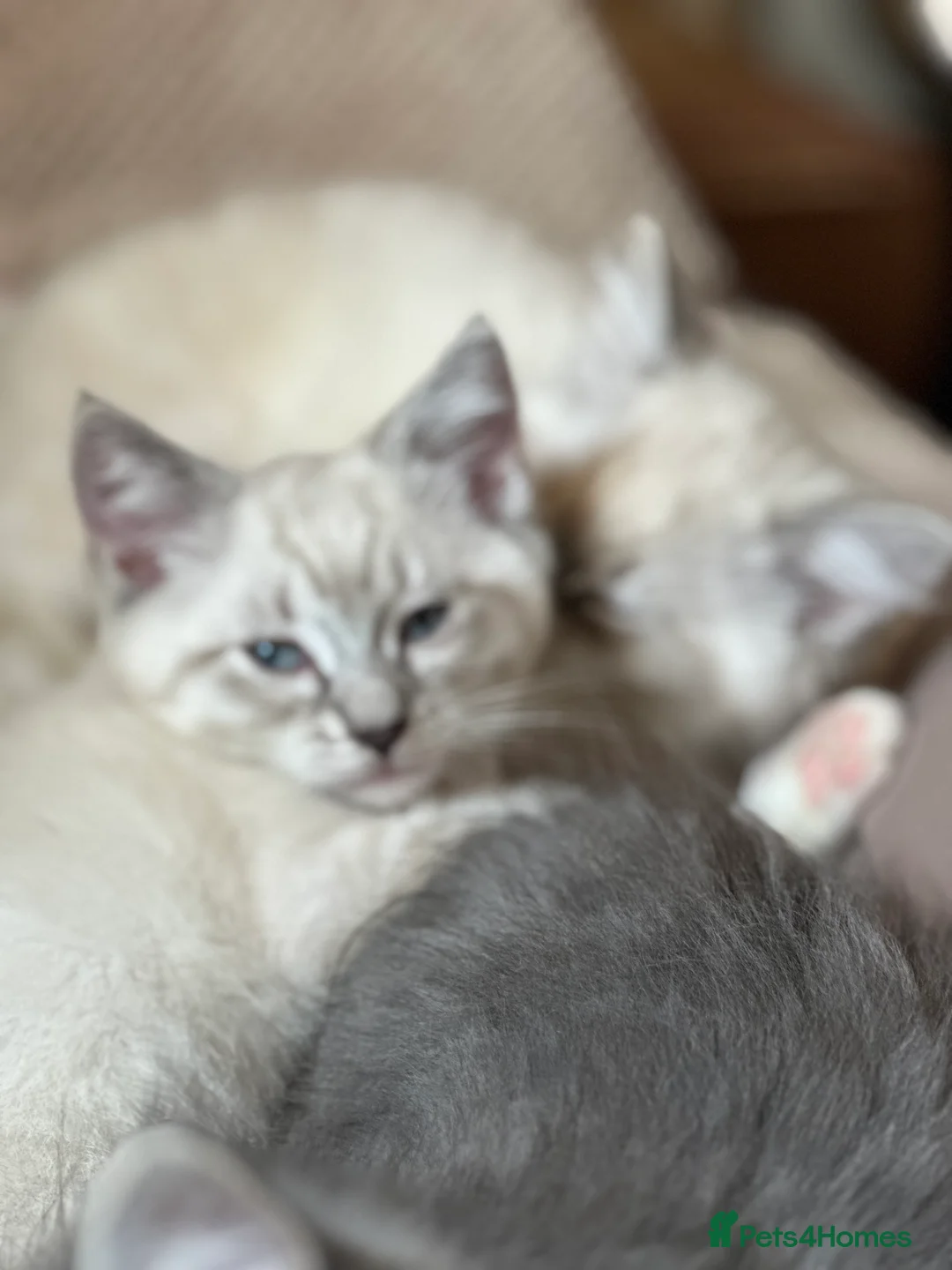 Ragdoll cats for sale: 3/4 RAGDOLL RE-ADVERTISED DUE TO TIME WASTERS - Advert 38