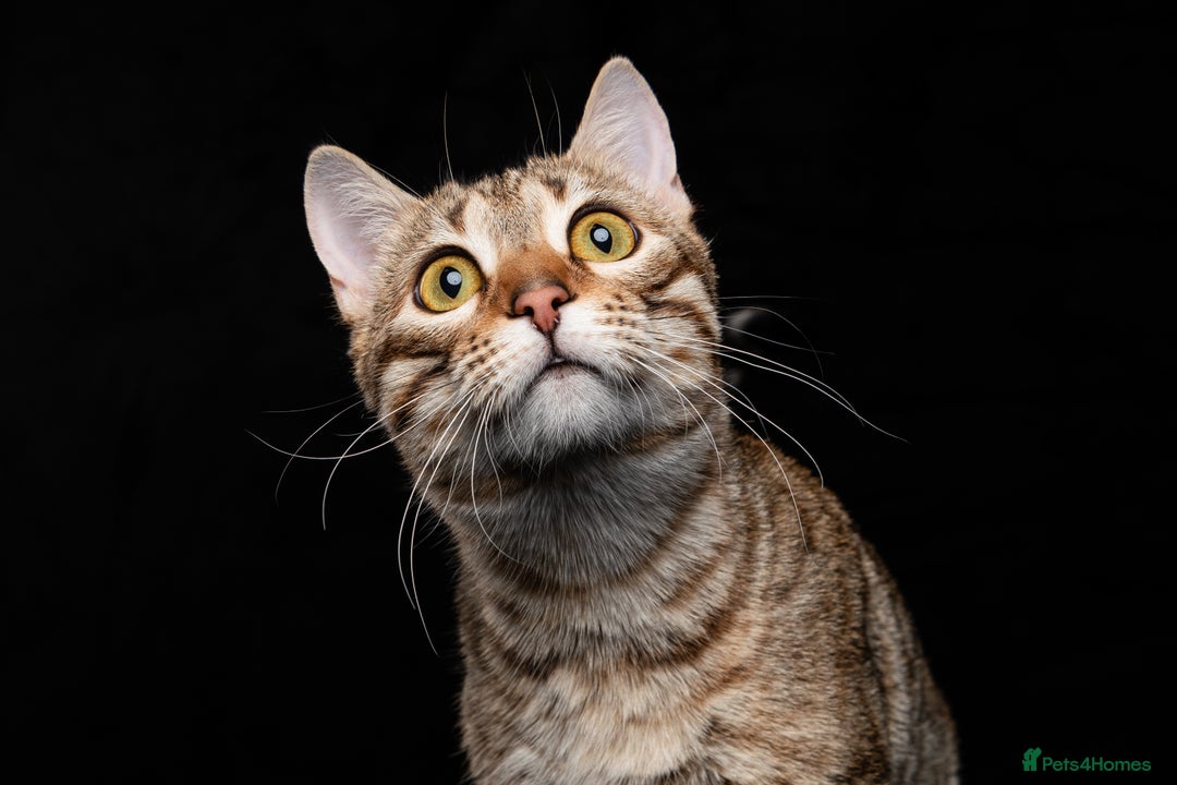 Bengal cats for sale: 🔥Retired Bengal Queen imported from france 🔥 - Image 14