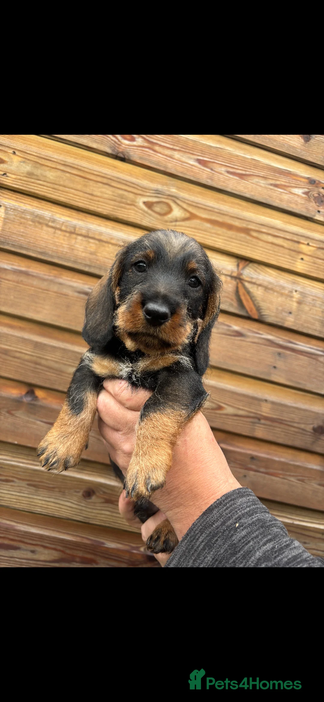 Dachshund dogs for sale: Dachshund KC wire haired puppies  - Advert 34