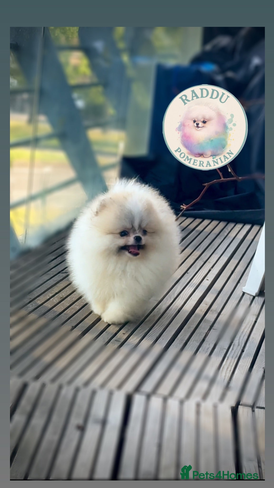 Pomeranian dogs Ready now 🧸 champion line🥇Koreanian line  - Advert 1