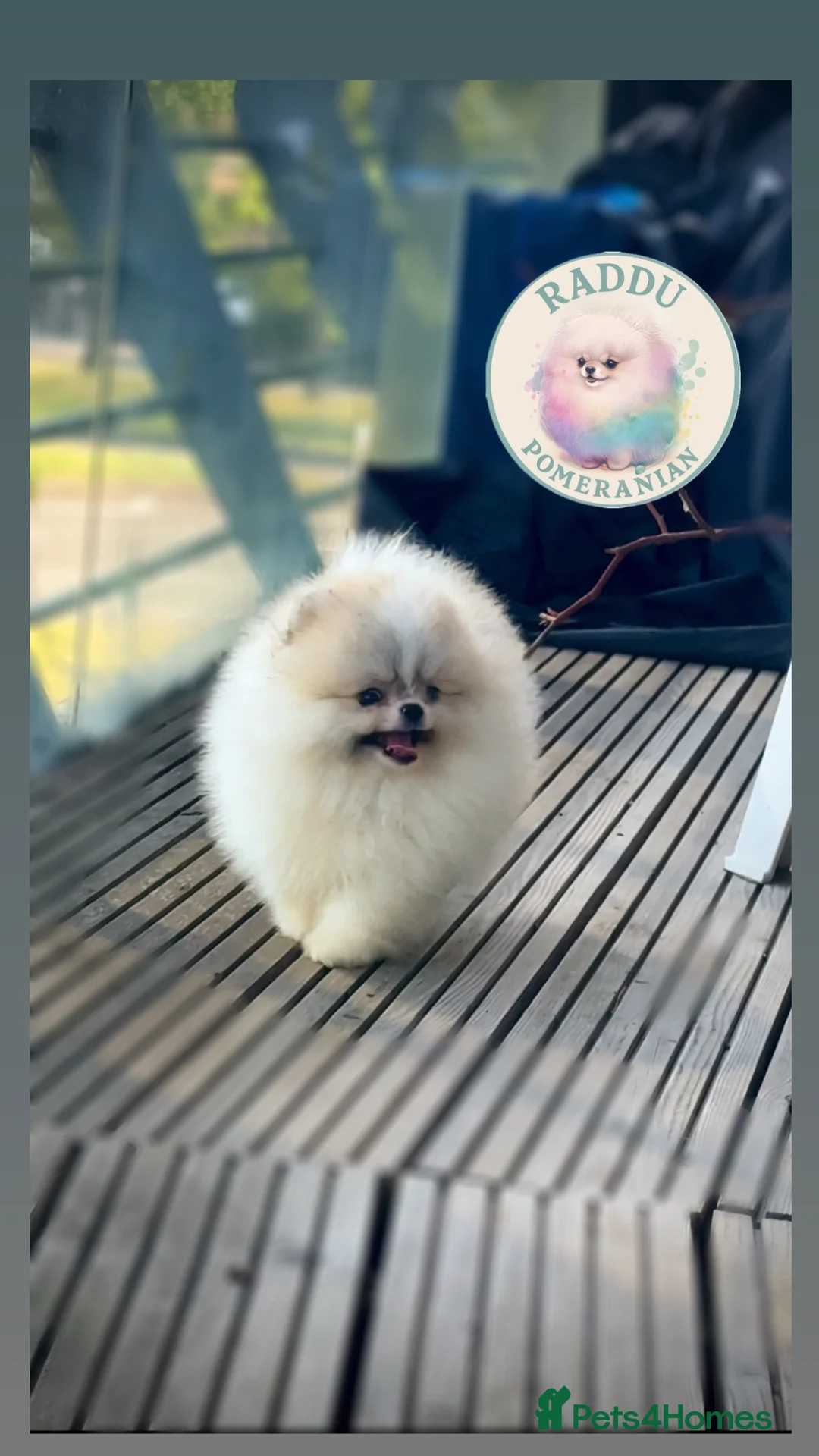 Pomeranian dogs for sale: Ready now 🧸 champion line🥇Koreanian line  - Advert 2
