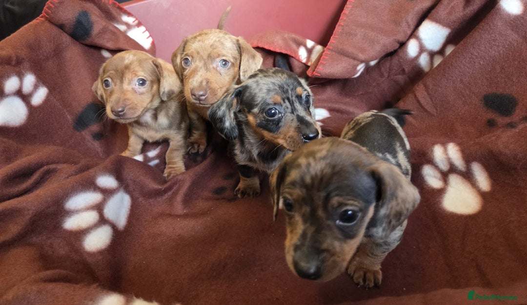 Miniature Dachshund dogs for sale: Miniature dachshund puppies - Image 6