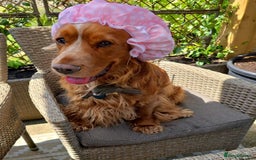 Cocker Spaniel dogs for sale: Lovely natured spaniel puppies - Image 13