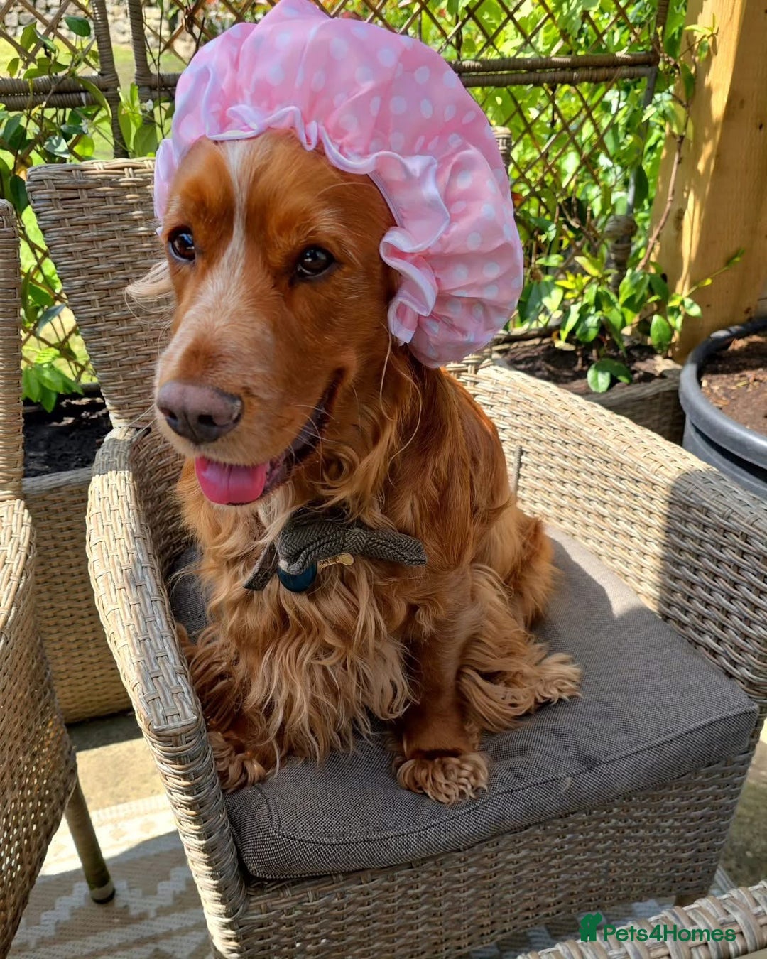 Cocker Spaniel dogs for sale: Lovely natured spaniel puppies - Image 13