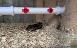Quail poultry for sale: POL Jumbo quail - Image 4
