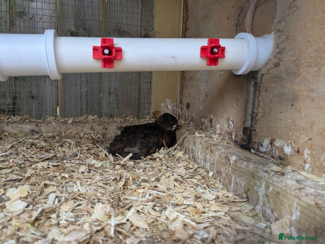 Quail poultry for sale: POL Jumbo quail - Image 4