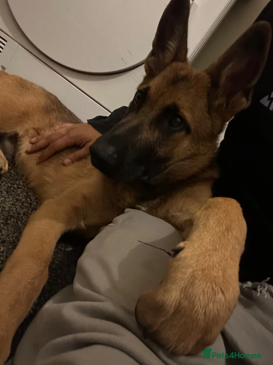 Mixed Breed dogs for sale: German shepherd working needs a home to stay in in Manchester - Advert 1