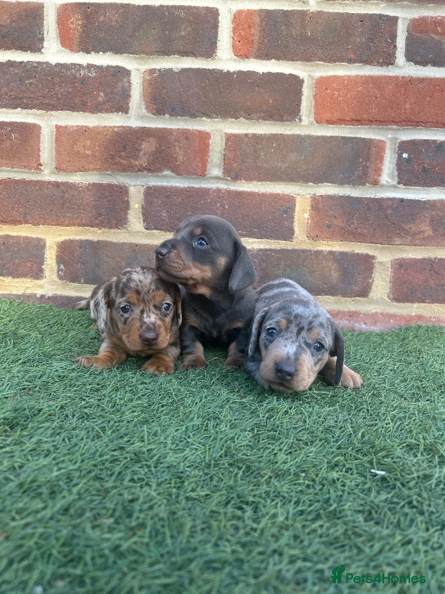 Miniature Dachshund dogs Beautiful miniature dachshund puppies  - Advert 3