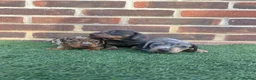 Miniature Dachshund dogs for sale: Beautiful miniature dachshund puppies  - Advert 1