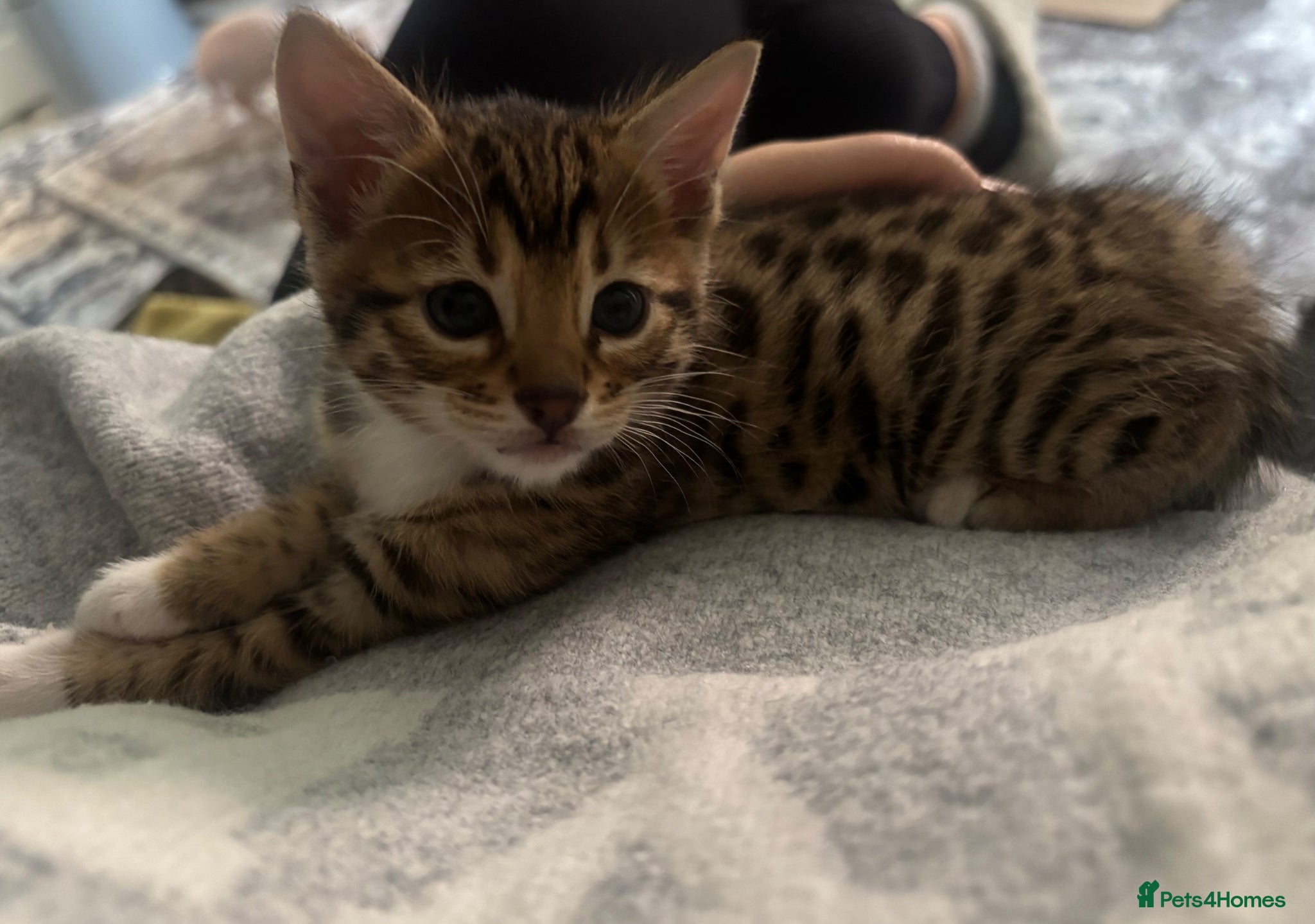 Bengal cats 4 stunning rosetted bengal mix kittens! - Advert 1