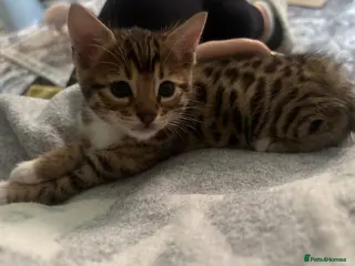 Bengal cats 4 stunning rosetted bengal mix kittens! - Advert 10