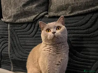 British Shorthair cats GCCF Champion Line Fawn-tortie BSH girl - Advert 1