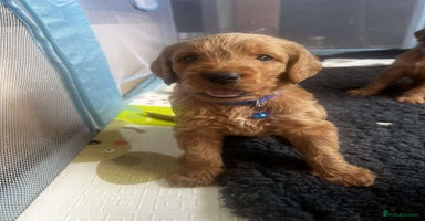Labradoodle dogs - Advert 1