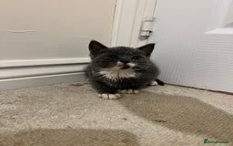 British Shorthair cats for sale: Stunning blue kittens  - Image 12