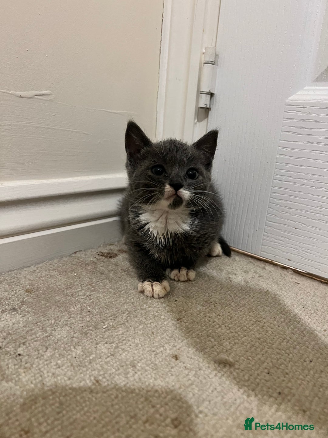 British Shorthair cats for sale: Stunning blue kittens  - Image 12