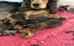 Cockapoo dogs for sale: F1 Cockapoo little girl,ready now. - Image 12