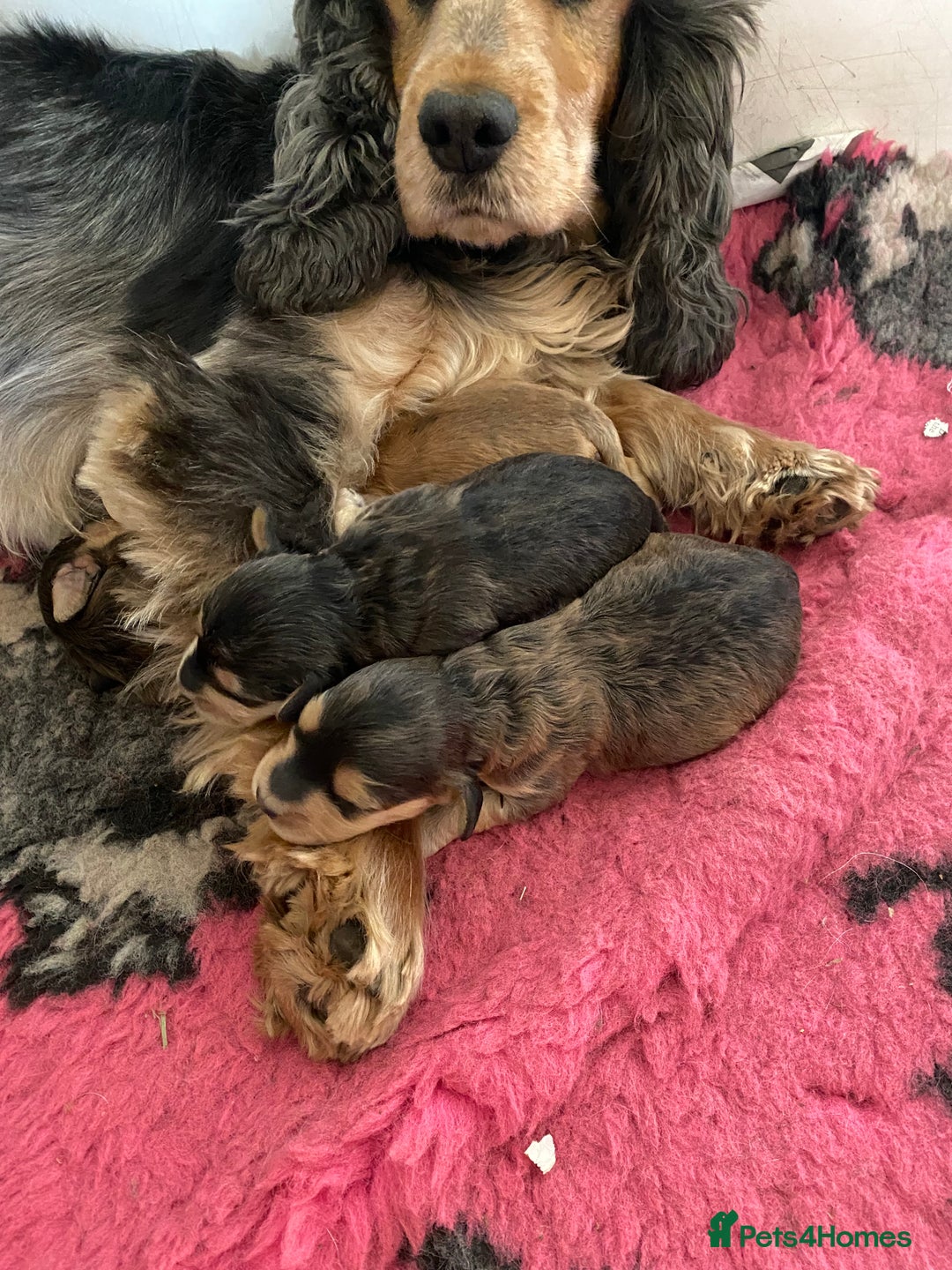 Cockapoo dogs for sale: F1 Cockapoo little girl,ready now. - Image 12