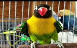Lovebirds birds for sale: Lovebirds for sale  - Image 9