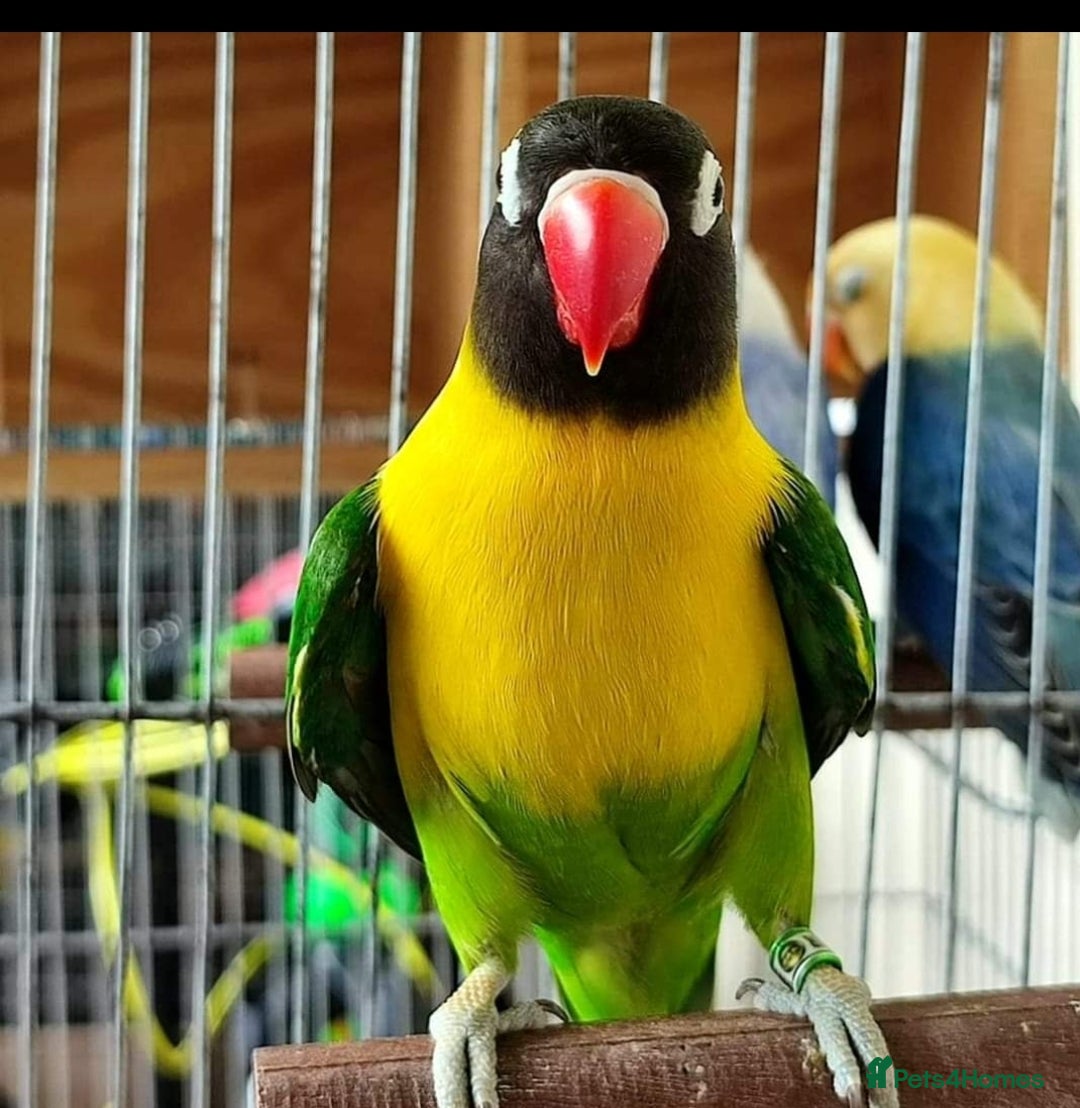 Lovebirds birds for sale: Lovebirds for sale  - Image 9