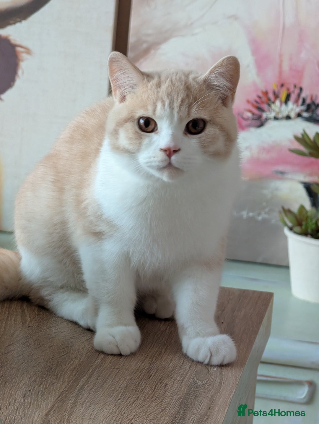 British Shorthair cats for sale: 🐻‍❄️*Quality Bsh kittens*check prices*only 2left* - Advert 4