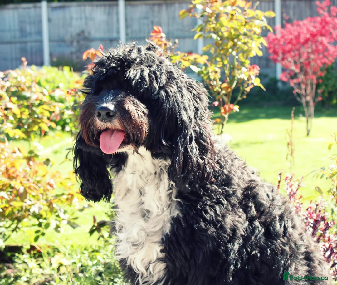 Labradoodle dogs for stud: Outstanding Australian Labradoodle Stud - Advert 2