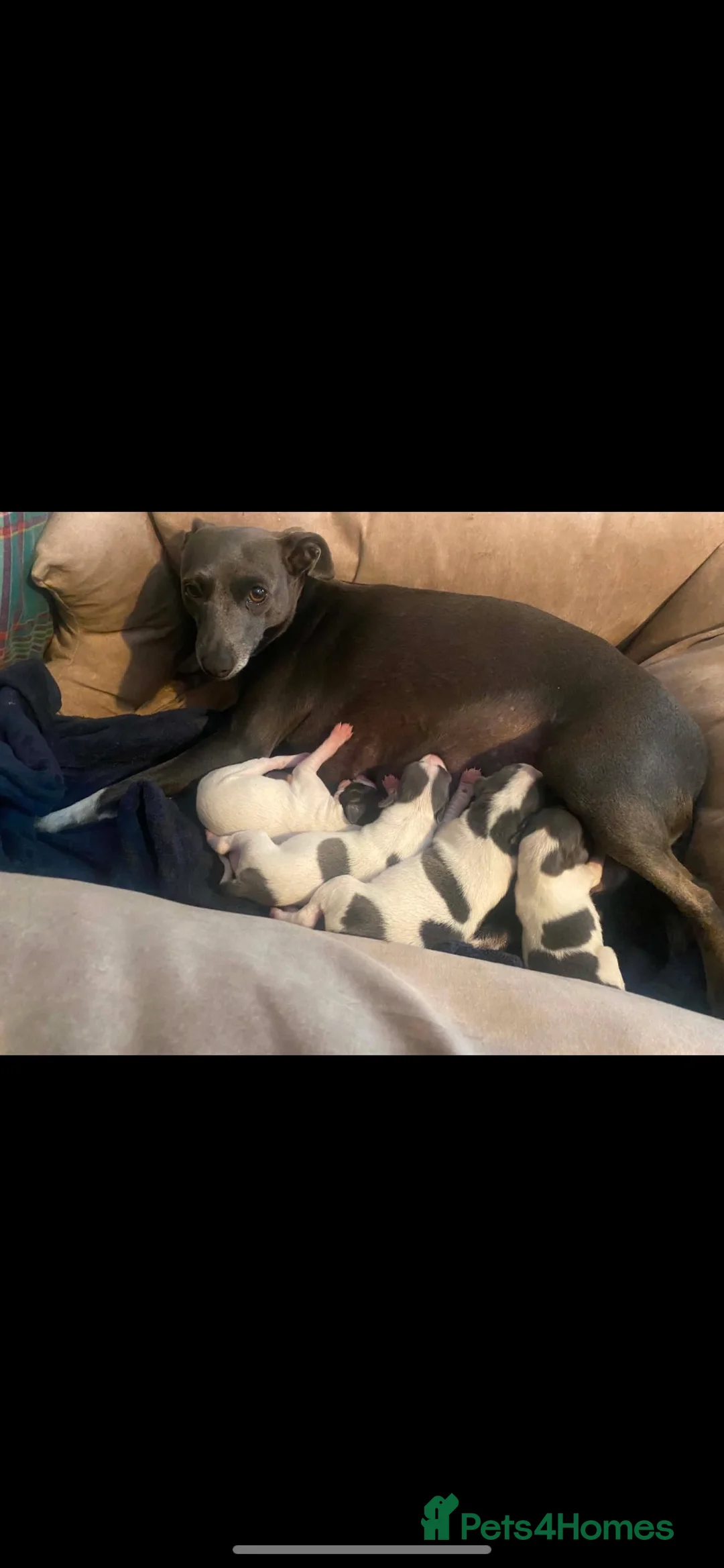 Italian Greyhound dogs for sale: Italian greyhounds - Advert 13