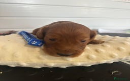 Cockapoo dogs for sale: Stunning 5  fully health tested  cockapoos  - Advert 7