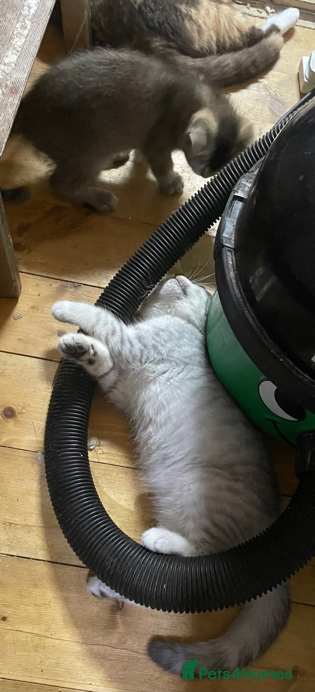 British Shorthair cats for sale: Golden brown tabby and silver  - Image 5