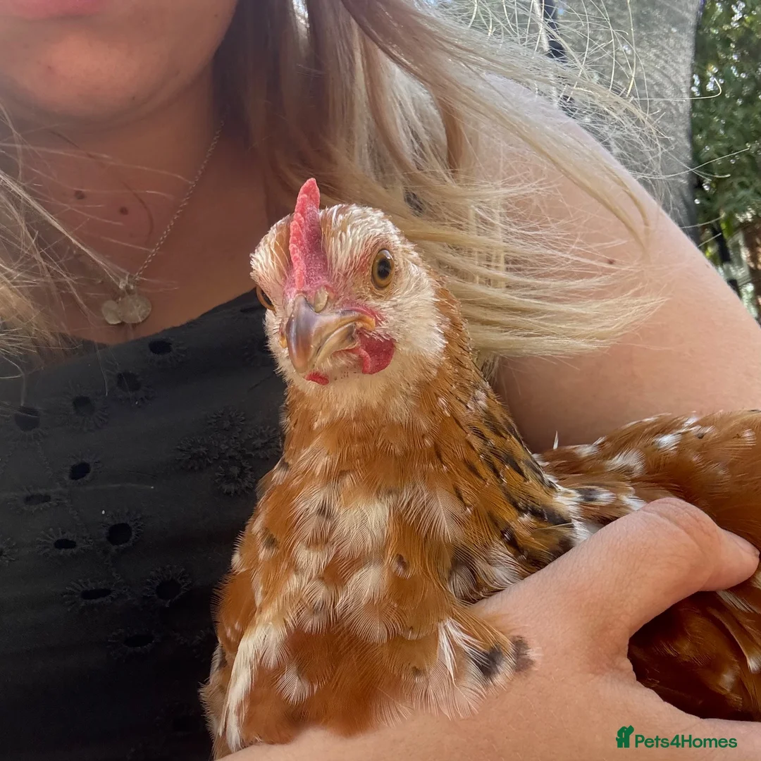 Chickens poultry for sale: Young bantam cockerels for rehome in Dereham - Advert 3