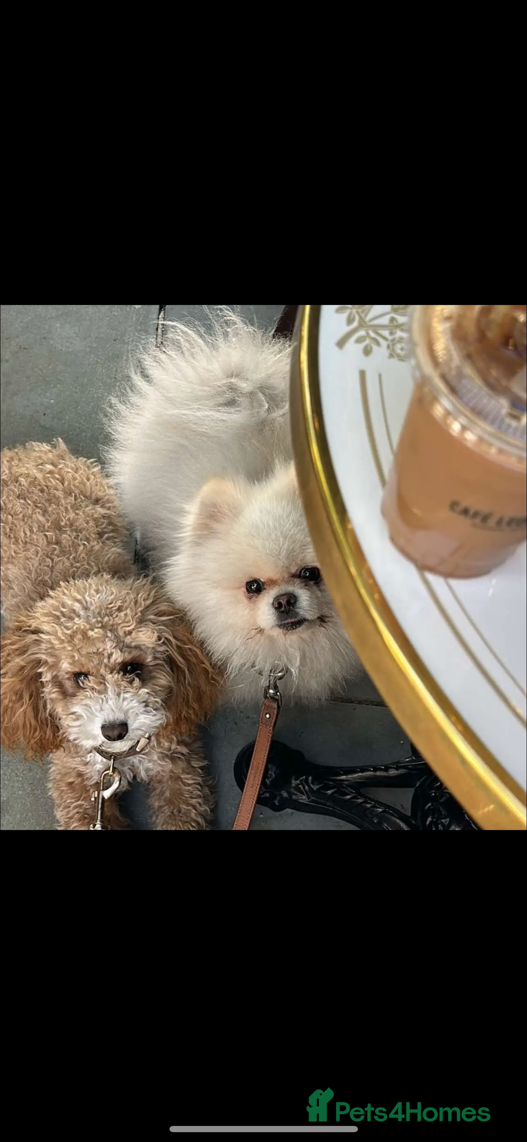 Toy Poodle dogs for sale: Apricot Toy Poodle female - Image 2