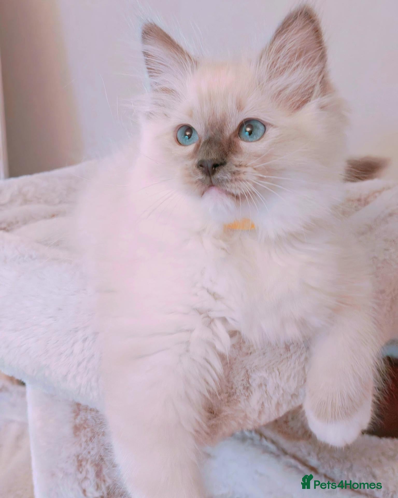 Ragdoll cats Raised with Love, looking for forever homes 🏠❤️ - Advert 10