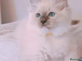 Ragdoll cats Raised with Love, looking for forever homes 🏠❤️ - Advert 5