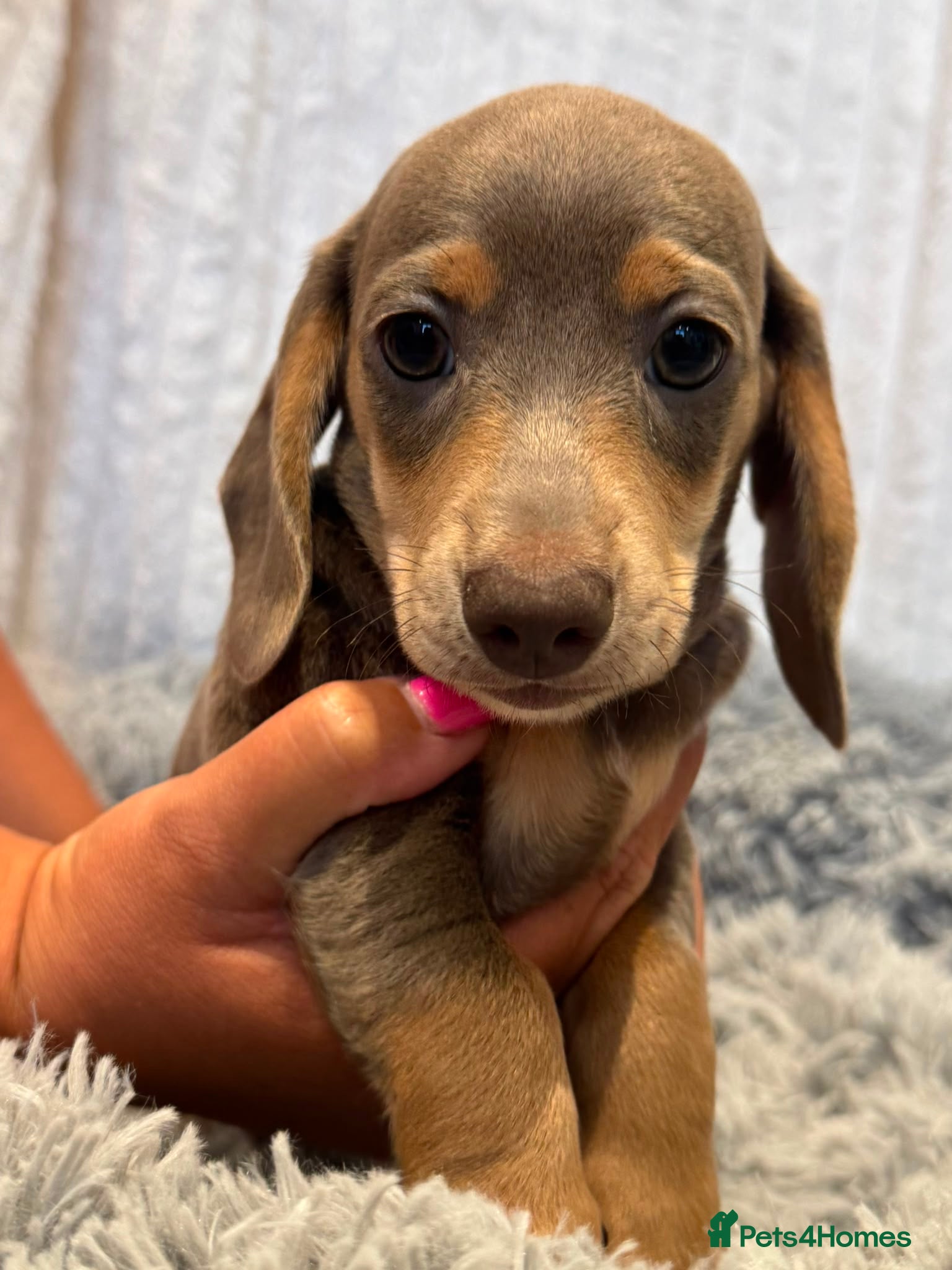 Miniature Dachshund dogs READY TO LEAVE! 3 Miniature Dachshund Puppies - Advert 1
