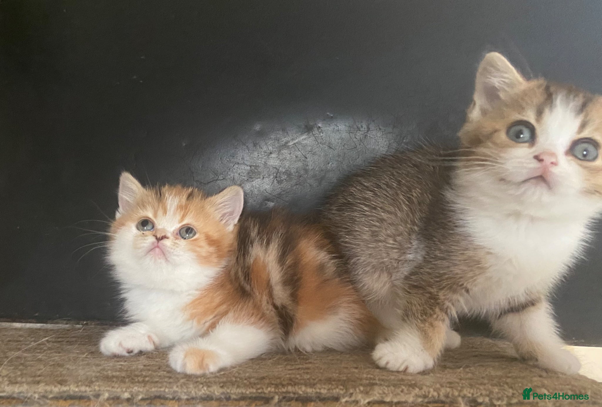 Munchkin cats ✨ Adorable TICA Registered Munchkin Kittens ✨ - Advert 2