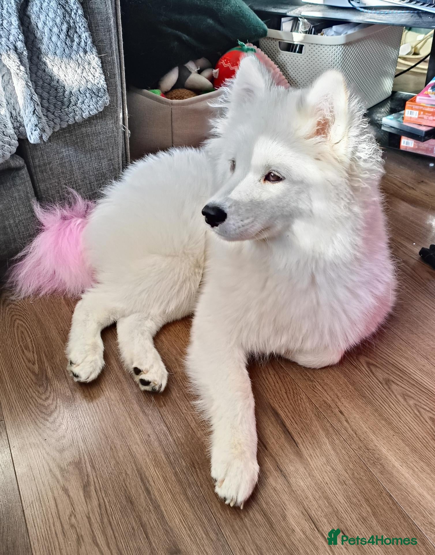 Samoyed dogs Samoyed puppy for rehoming - Advert 2