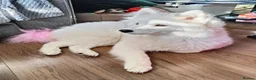 Samoyed dogs for sale: Samoyed puppy for rehoming - Advert 1