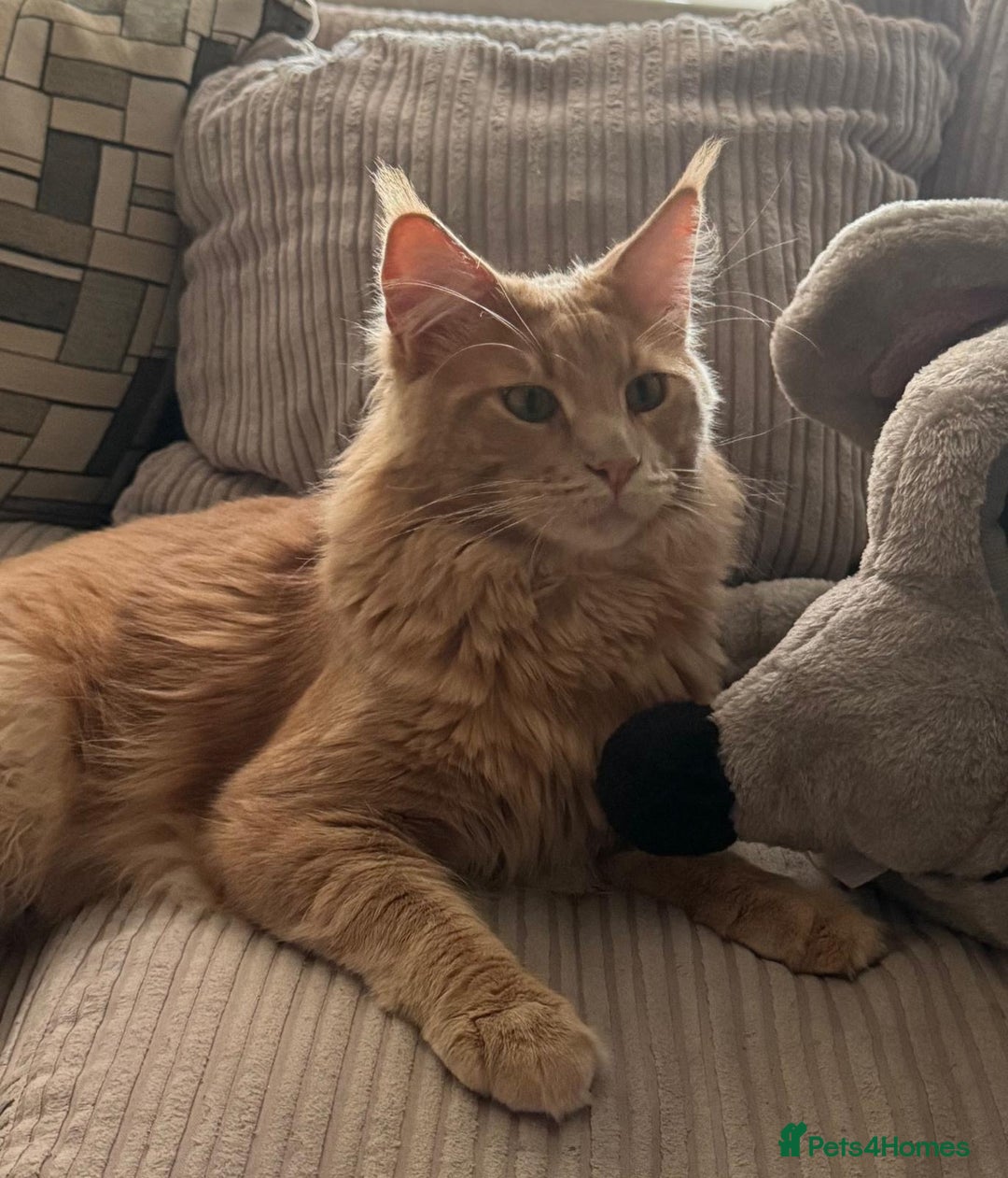 Maine Coon cats for stud: Pedigree active registered Maine coon boy for stud - Advert 2