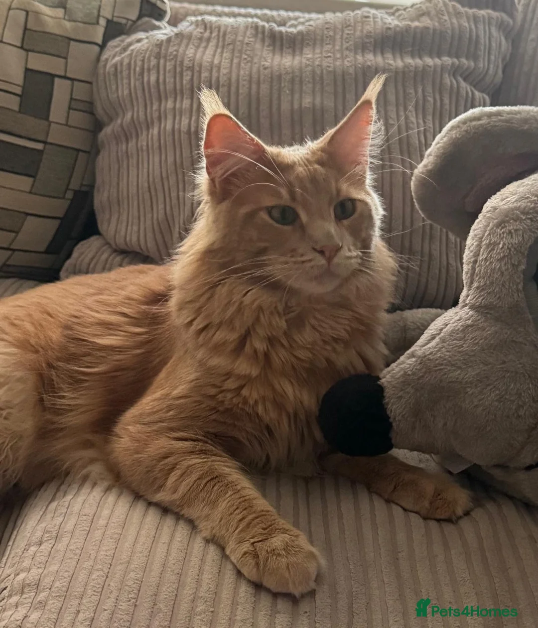 Maine Coon cats for stud: Pedigree active registered Maine coon boy for stud - Advert 2