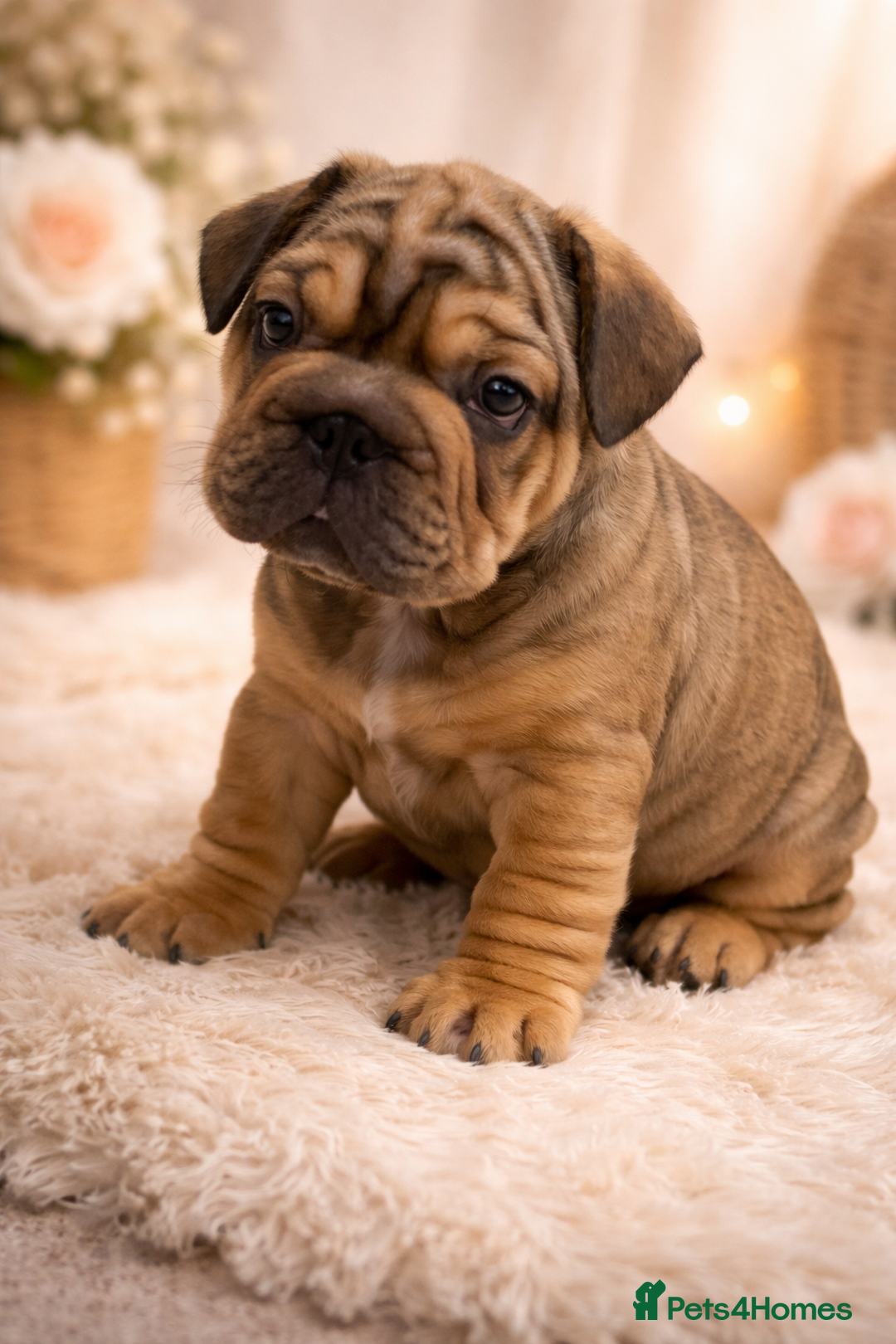 French Bulldog dogs for sale: 🐾 KC FRENCHIE PUPS 🐾 ready to leave last boy   - Advert 3