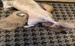 Mixed Breed dogs for sale: RARE  Shipom /pomshi Pomeranian and Shihtzu cross  - Image 26